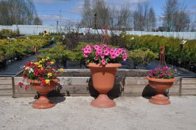 Ампельные цветы- украшение для любого сада. В садовом центре Гряды огромный выбор однолетних цветов.