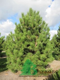 Сосна черная, или австрийская (Pinus nigra)
