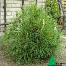Сосна черная "Глобоза" (Pinus nigra "Globosa")