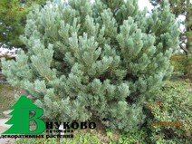 Сосна обыкновенная "Ватерери" (Pinus sylvestris Watereri)