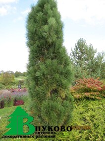 Сосна обыкновенная "Фастигиата" (Pinus sylvestris "Fastigiata")