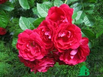 Роза "Фламентанц" (Rose Flammentanz)