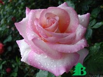 Роза "Персепшн" (Rose Perception)