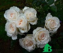 Роза "Крим Эбандэнс" (Rose Cream Abundance)