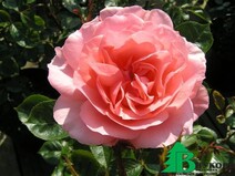 Роза "Л' Эймон" (Rose L’Aimant)