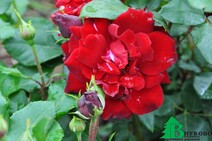 Роза "Хэппи Уандерер" (Rose Happy Wanderer)