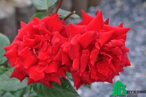 Роза "Мазурка" (Rose Mazurka)