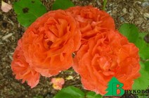 Роза "Мейплювиа" (Rose Meipluvia)