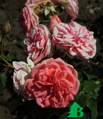Роза "Кимоно" (Rose Kimono)
