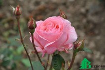 Роза "Куин Элизабет" (Rose Queen Elizabeth) 