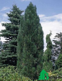 Сосна черная "Пирамидалис" (Pinus nigra "Pyramidalis")