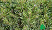 Сосна обыкновенная "Компресса" (Pinus sylvestris "Compressa")
