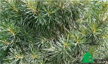 Сосна обыкновенная "Глобоза Виридис" (Pinus sylvestris "Globosa Viridis")