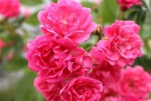 Роза "Пинк Фейри" (Rose Pink Fairy)