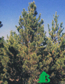 Сосна скрученная широкохвойная (Pinus contorta var. latifolia)