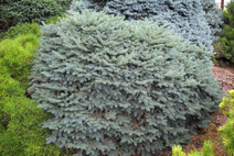 Ель колючая "Нидиформис Калоус" (Picea pungens `Nidiformis Kalous`)