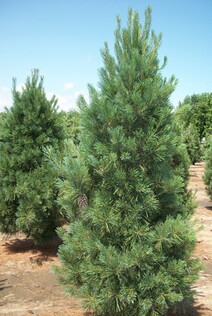 Сосна веймутова "Фастигиата" (Pinus strobus "Fastigiata")