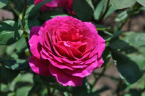 Роза "Биг Пёпл" (Rose 'Big Purple")