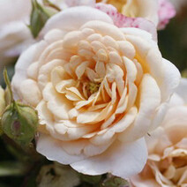 Роза "Бордюр Накри" (Rose 'Bordure Nacree')