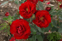 Роза "Г.Х.Андерсен" (Rose 'H.C. Andersen')