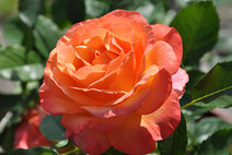Роза "Ибица" (Rose Ibiza)