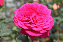 Роза "Иоганн Вольфганг фон Гёте" (Johann Wolfgang von Goethe Rose® (Goethe Rose, Parfum de Honfleur))