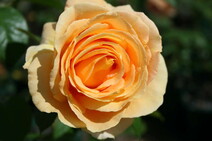 Роза "Кэндллайт" (Rose 'Candlelight')