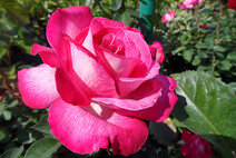 Роза "Роз Гожар" (Rose 'Rose Gaujard')