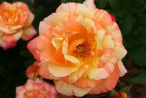 Роза "Марвел" (Rose Marvelle)