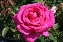 Роза "Пароле" (Rose Parole)