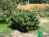 Сосна горная (Pinus mugo)
