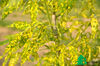 Fraxinus pennsylvanica Aucubifolia