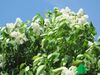 Сирень обыкновенная "Монблан" (Syringa vulgaris Mont Blanc)