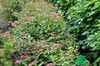 Спирея японская "Дартс Ред" (Spiraea japonica Darts Red)