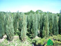 Можжевельник скальный "Блю Эрроу" (Juniperus scopulorum "Blue Arrow")