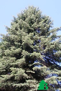 Ель Энгельмана (Picea engelmannii Engelm)